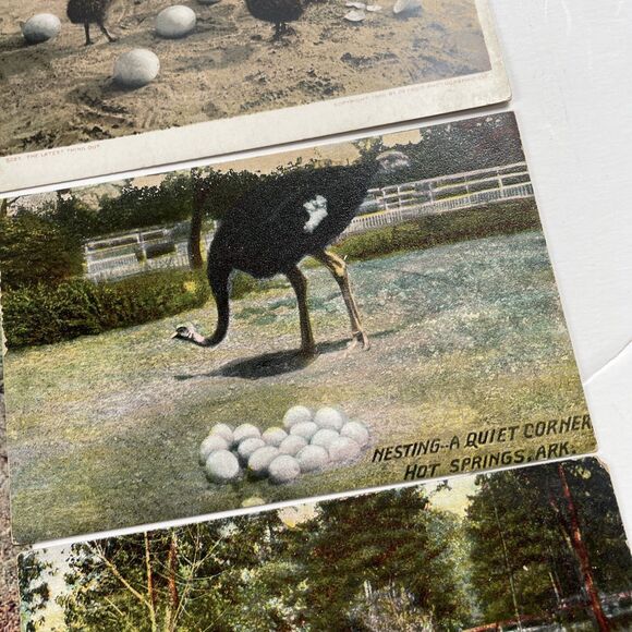 Ostrich Postcard Lot 12pcs Ephemera Paper Crafts Scrapbooking - Picture 12 of 13